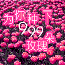 为你种下999朵玫瑰花