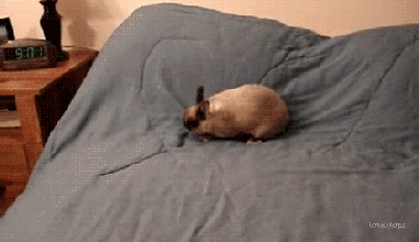 兔子也会滚床