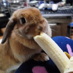 兔子吃香蕉