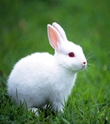 小白兔眨眼睛
