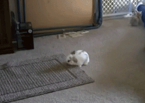 兔子练跳远