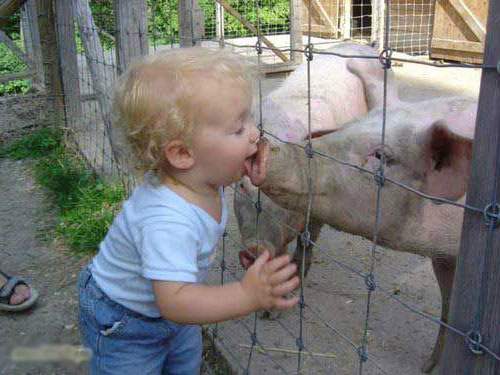 跟猪亲吻的小孩