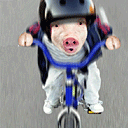 骑自行车飞奔小猪