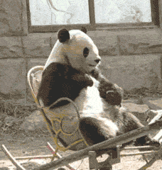 可爱滚滚国宝 大熊猫坐轮椅