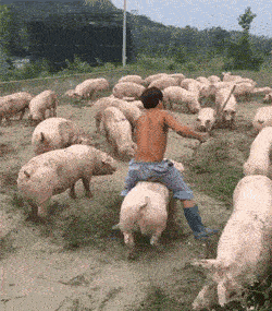 骑着猪猪去战斗 冲啦同学们