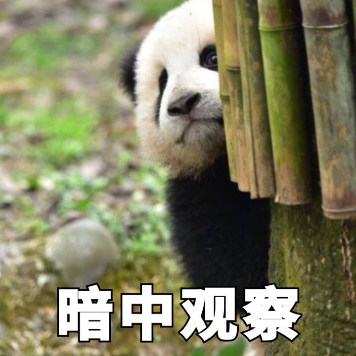 暗中观察 国宝熊猫靠在竹子旁边