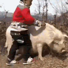 骑猪去远征 调皮小男孩