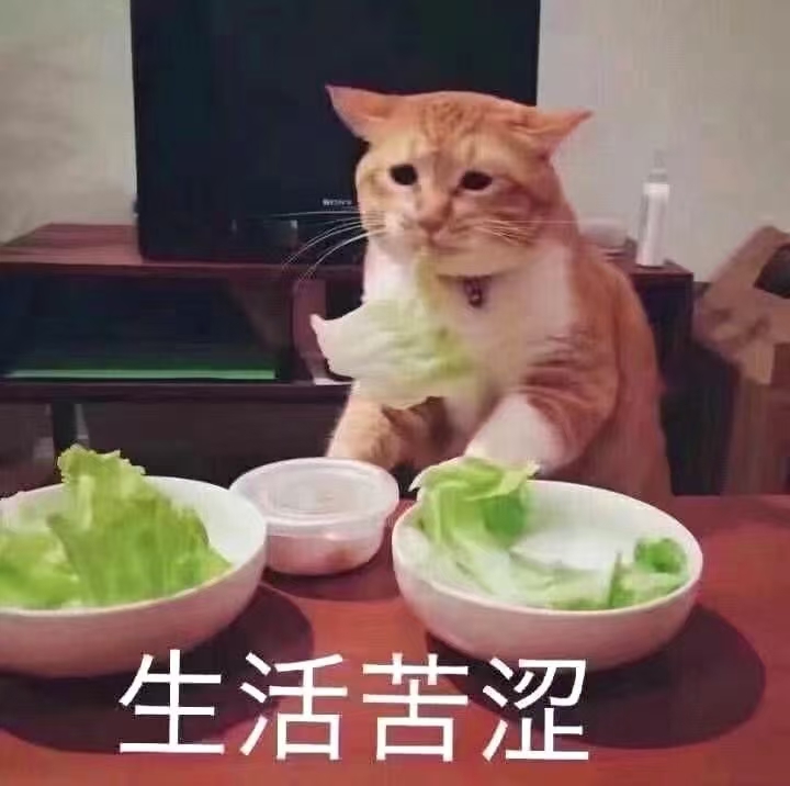 猫咪吃白菜 生活苦涩
