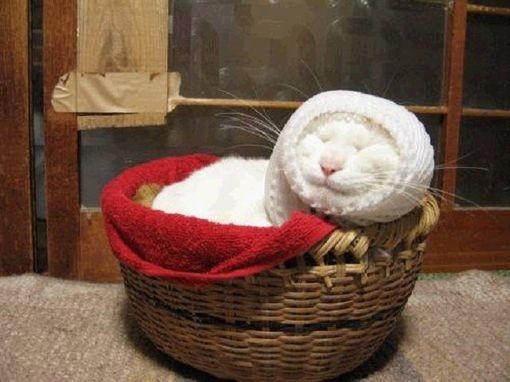 在筐子里睡觉的猫咪