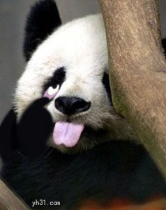 顽皮的熊猫扮鬼脸