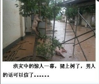 洪灾中的惊人一幕，猪都上树了
