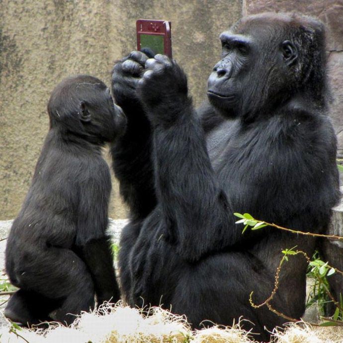好奇玩手机的黑猩猩