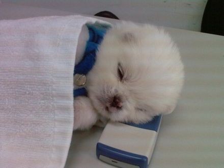 小狗把手机当枕头，盖上毛巾睡觉觉