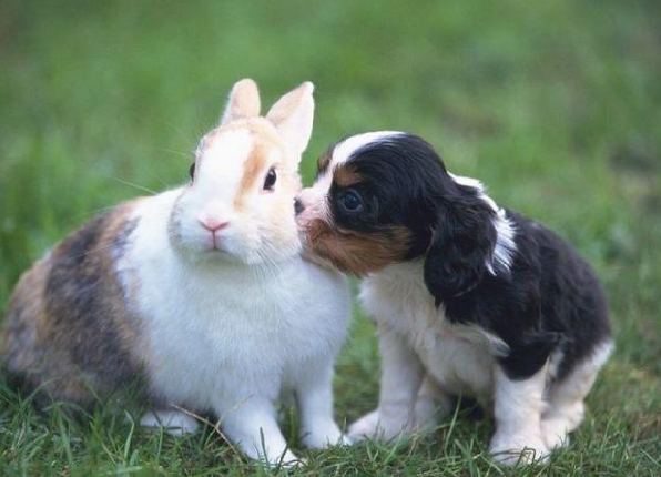 小狗跟兔子是对好伙伴