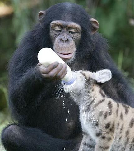 大猩猩给小豹子喂奶