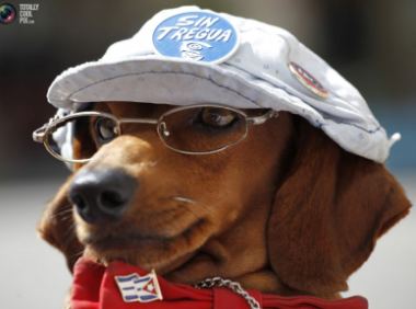 狗狗也爱戴眼镜戴帽子