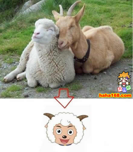 终于找到了喜羊羊的父母