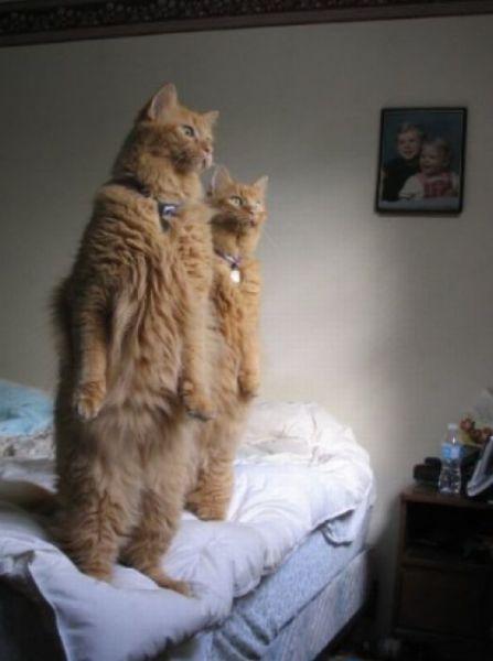 像人一样站在床上的两只猫