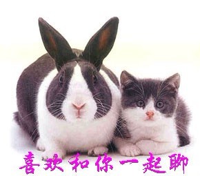猫猫喜欢和大兔子在一起