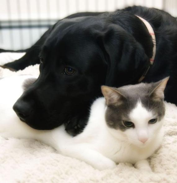 黑狗与白猫友好相处