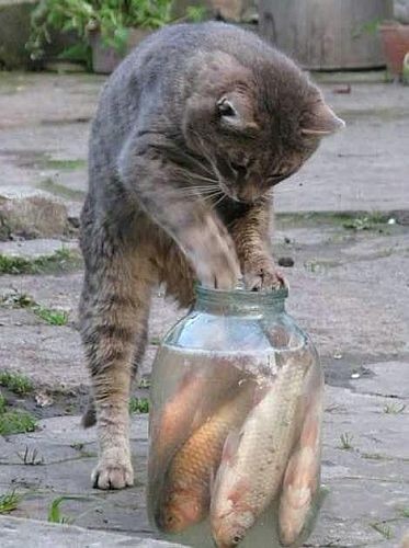 猫咪偷水缸里的死鱼