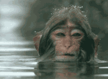 在水里洗澡的猴子