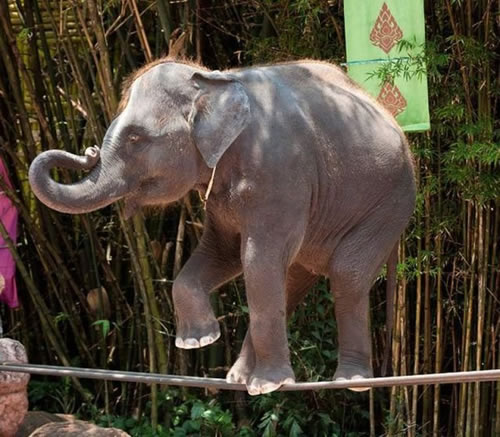 大象表演走钢丝绝技