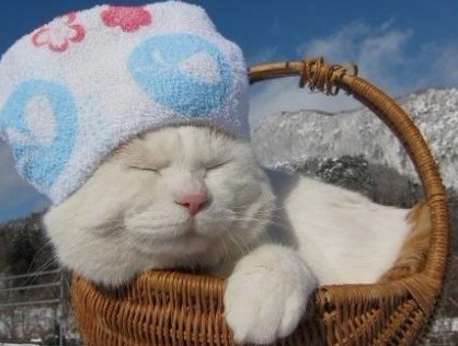 戴着帽子睡觉的胖猫