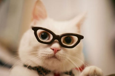知识型的眼镜猫