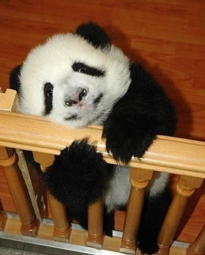 熊猫懒洋洋的爬在栏杆上