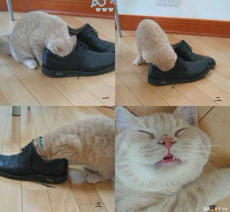 喜欢钻鞋子的猫咪