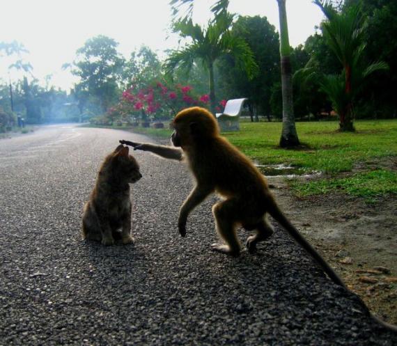 猴子跟小狗比身高