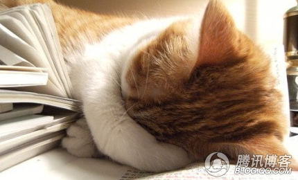 猫猫看书累了，爬着睡一觉