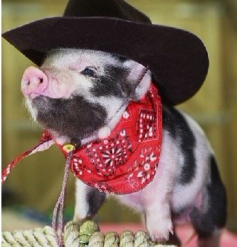 扮帅扮酷的小猪