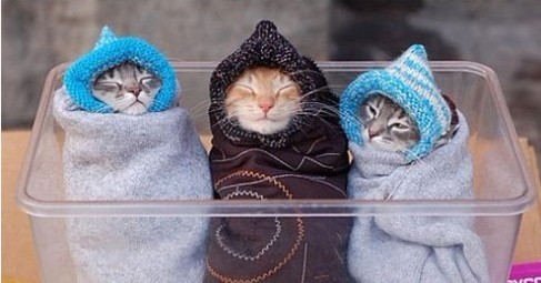 三只裹起来扮萌的猫咪