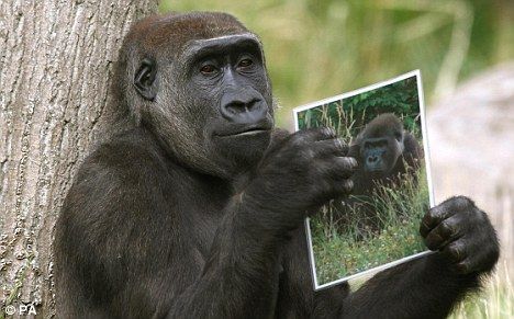 大猩猩欣赏自己的照片
