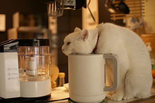 想喝水的白猫猫