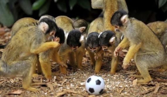一群猴子玩足球