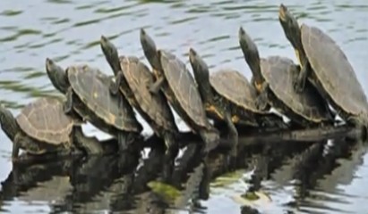 小乌龟们排队过河