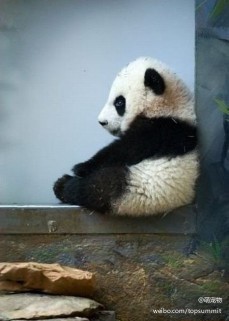无聊坐着发呆的熊猫