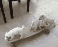 三只小狗配合玩滑车