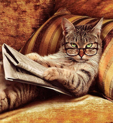 戴着眼镜看书的老猫
