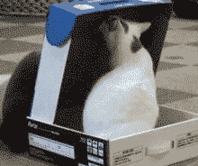 黑猫把白猫关进盒子里
