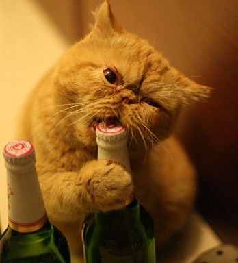 猫猫用嘴咬啤酒盖