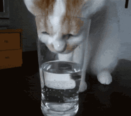 小猫口渴了，把头伸进杯子里舔水