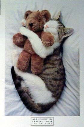 大猫抱着泰迪熊睡觉