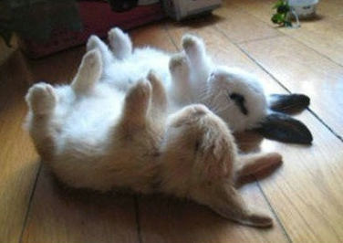 两只四脚朝天的兔子