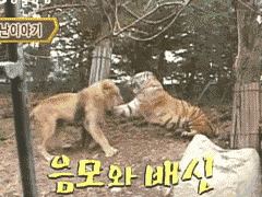 老虎与狮子决斗