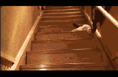 倒着滑下楼梯的小猫