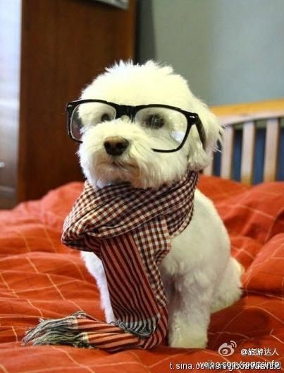 戴眼镜系围巾的白色小狗
